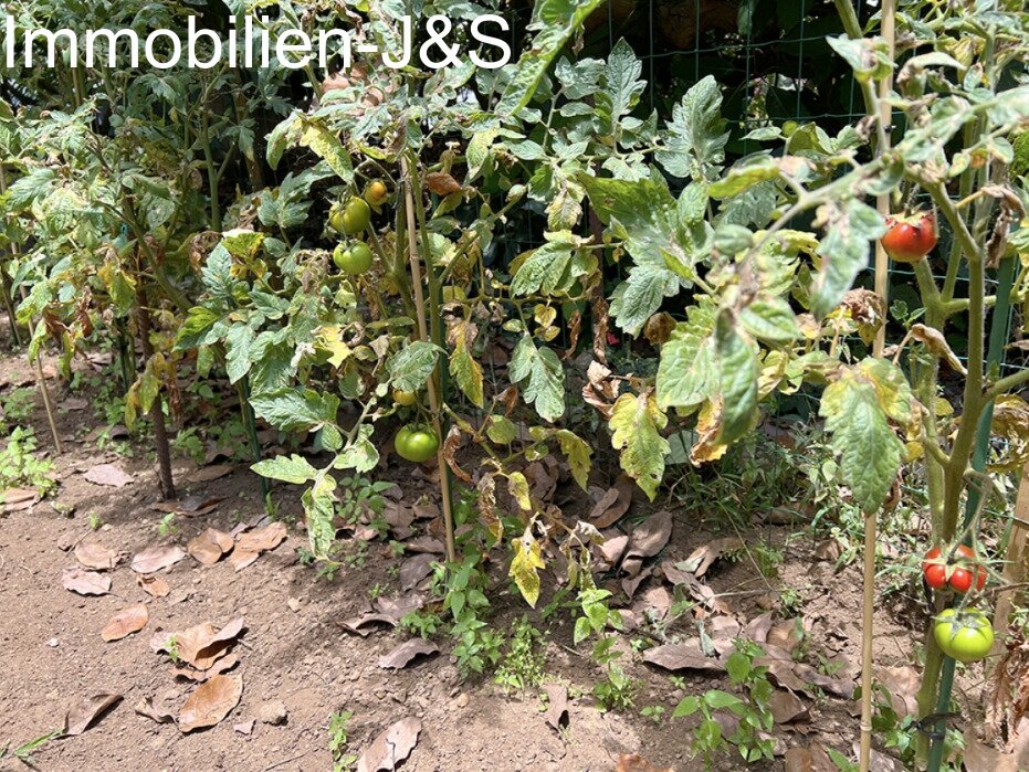 Prächtiges Einfamilienhaus mit großem Garten in Orotava