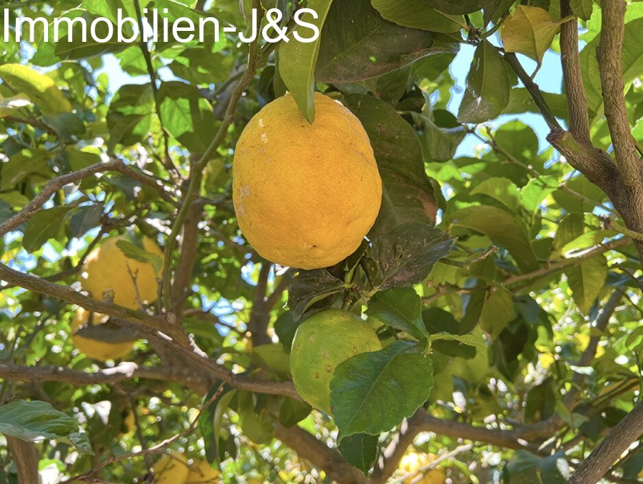 Magnificent detached house with large garden in Orotava