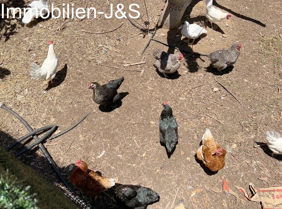 Gallinas al sol